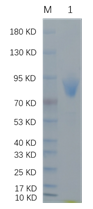 Reducing 12% SDS-PAGE and WB analysis profiles of purified CTNNB1.